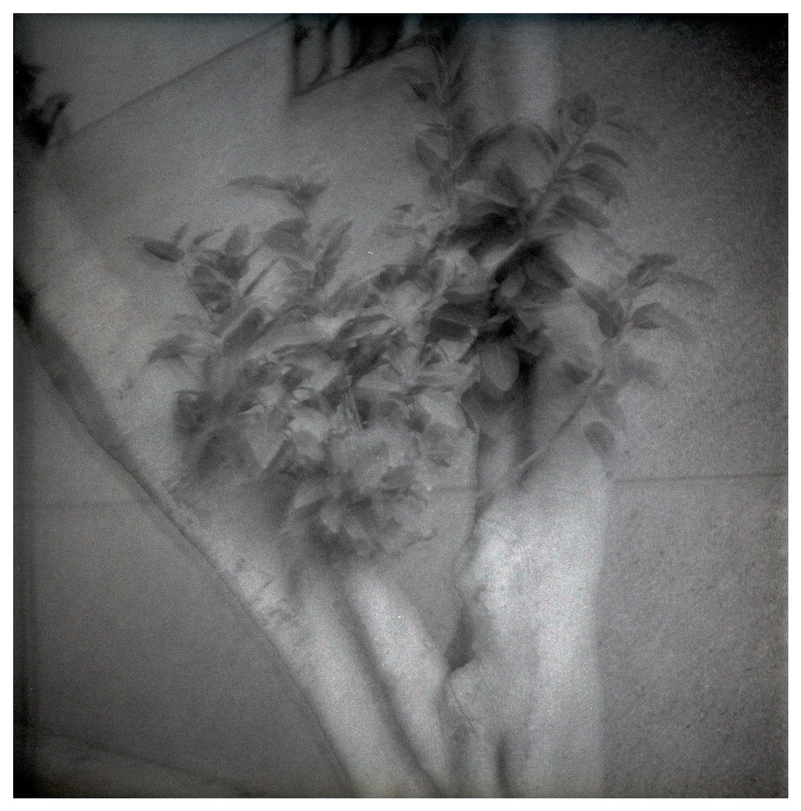Pieces of a Familiar Place, a plant cascading over stone steps