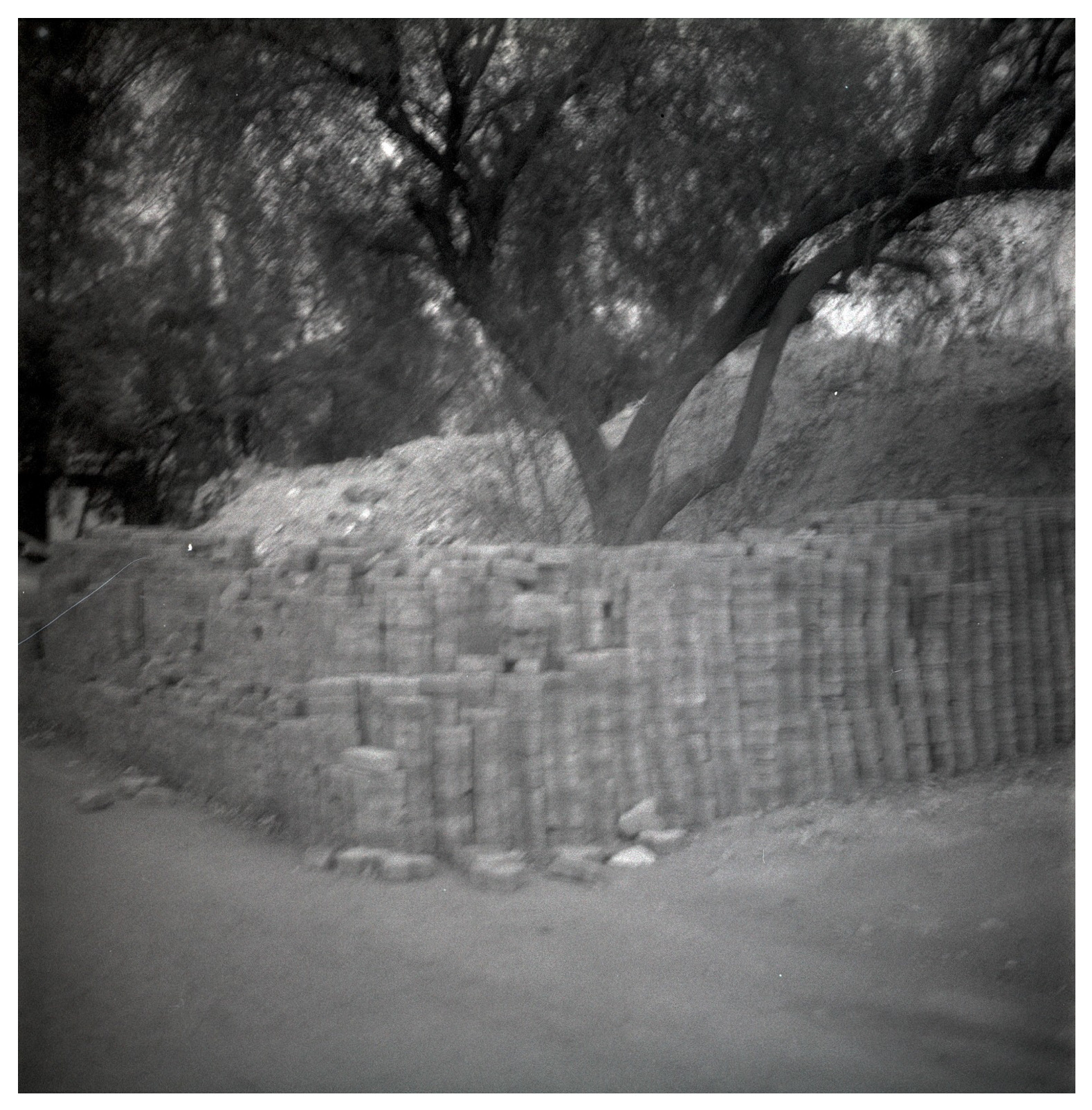 Pieces of a Familiar Place, a tree above a weathered wall