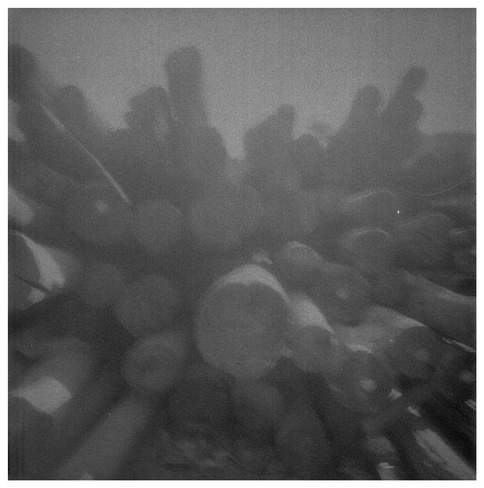 Pieces of a Familiar Place, a soft study of leaves in low light